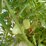 Mark Robbins - 4 week Roma Tomatoo