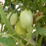 Week 6 Romas