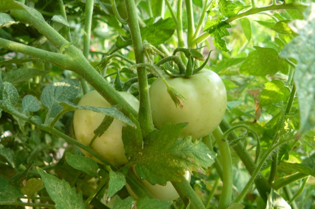 Week 6 Tomatoes