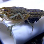 Marbled Crayfish with Eggs