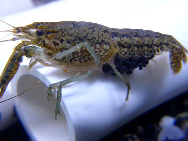 Marbled Crayfish with Eggs - Aquaponics Texas-Hydroponics ...