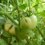 Week 6 Tomatoes
